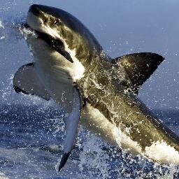 TeamHedward's profile picture. Dein Traumhai zum Verlieben, der dich zum Fressen gern hat.