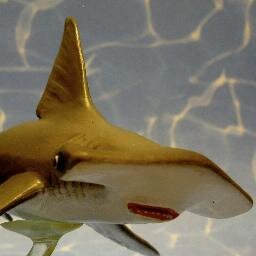 HaiBigBoy's profile picture. Dein Traumhai: Blitzschnell, wendig und mit riesengroßer Flosse.