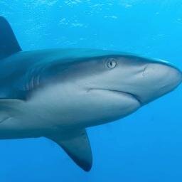 JustHainrich's profile picture. Leidenschaftlicher Denker, Dichter und bedeutenster Hai-Romantiker.