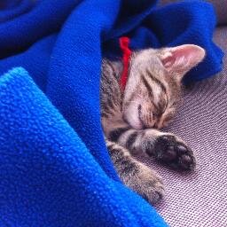 istanbullue's profile picture. 