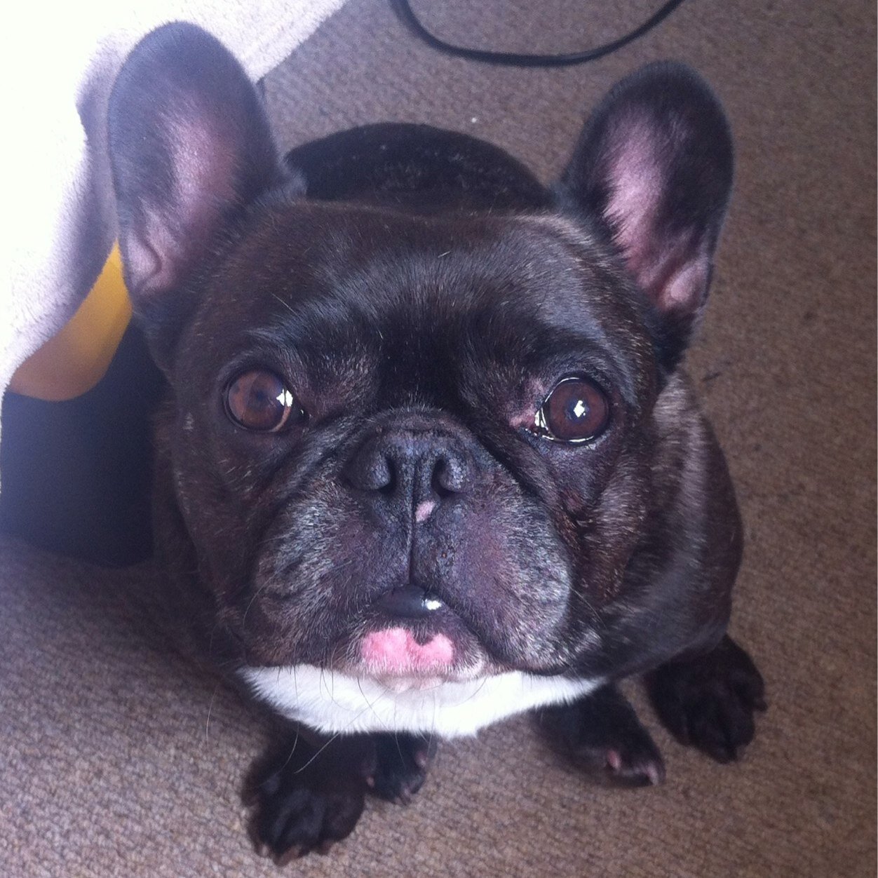 mousey_boy's profile picture. French Bulldog. Would choose plastic bottles over food! Instagram: @French_Mouse