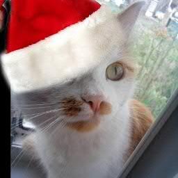 Hi! I Funtik and I the cat:) I love sweet, photographed and his master.