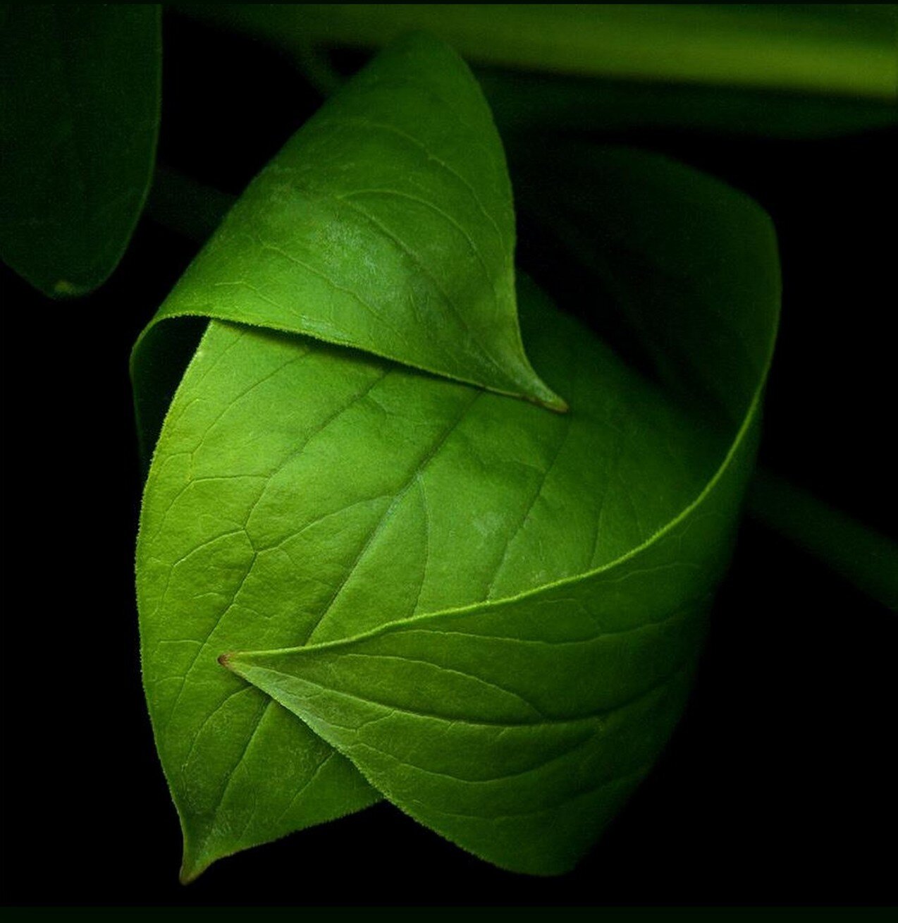 Few People, too few People have the Ultimate Vocation: Humanity (Charles Lavigerie)
