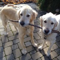 Deborah Fox (@bennevis) 's Twitter Profile