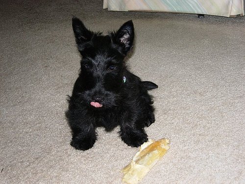 Melscottiedog's profile picture. Igo2 dogs hows