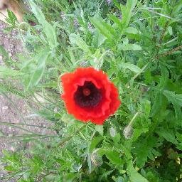 MRosaLebron's profile picture. 