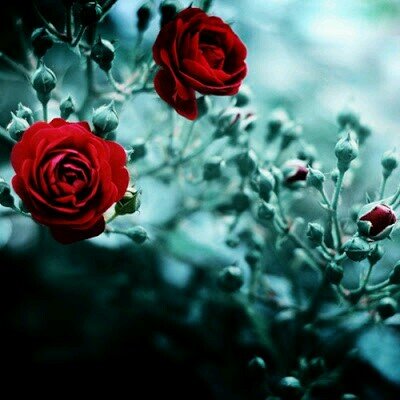 ﺗﺬﻛﺮﺗﻪ ﻭﻧﺎ ﻧﺎﺳﻲ ﻭﻧﺴﻴﺘﻪ ﻭﺍﻟﻮﻓﺎ ﻣﺠـــــــــﺮﻭﺡ .. ﻏﺮﻳﺒﻪ ﺣﺎﻟﺘﻲ ﻭﺍﻟﻠﻪ ﻭﺍﻫﻮ ﺫﻛﺮﺍﻩ ﻧﺴﻴﺎﻧــــــﻨـﻲ