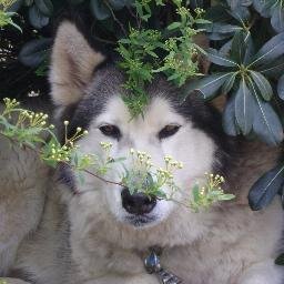 sslaree's profile picture. 