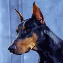 alex arispe campos - @SimplementeTuma - Twitter