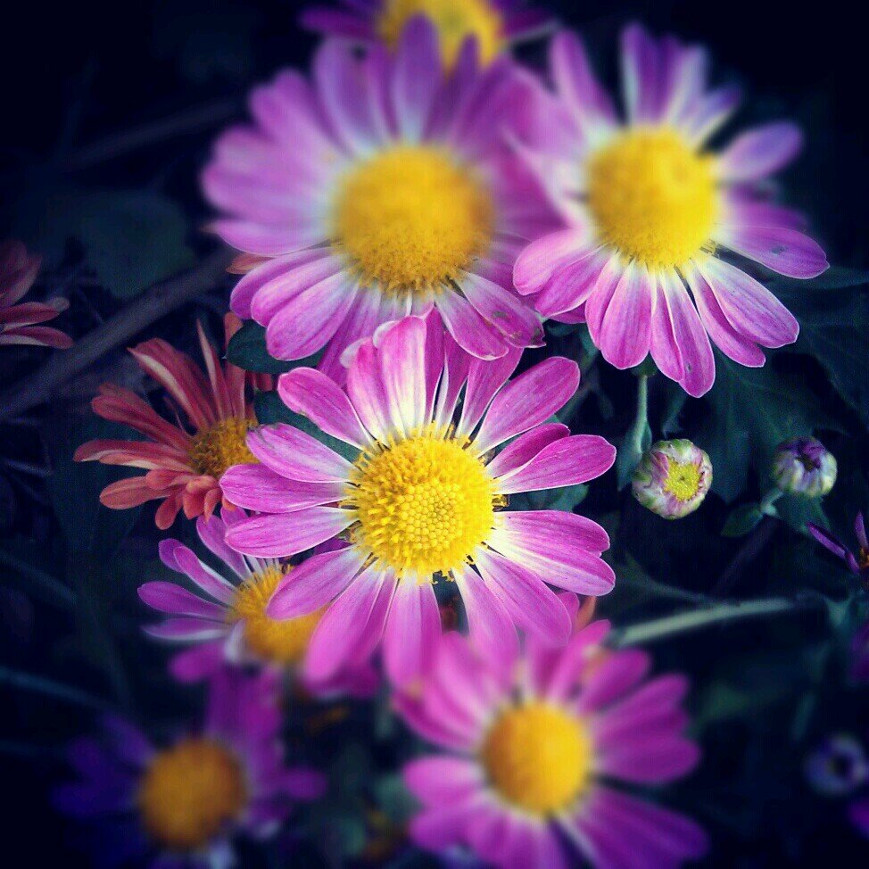 To cure sometimes, to relieve often, to comfort always...