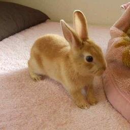 うさぎとRTが大好きです