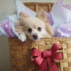 RosebudbjbBooth's profile picture. 