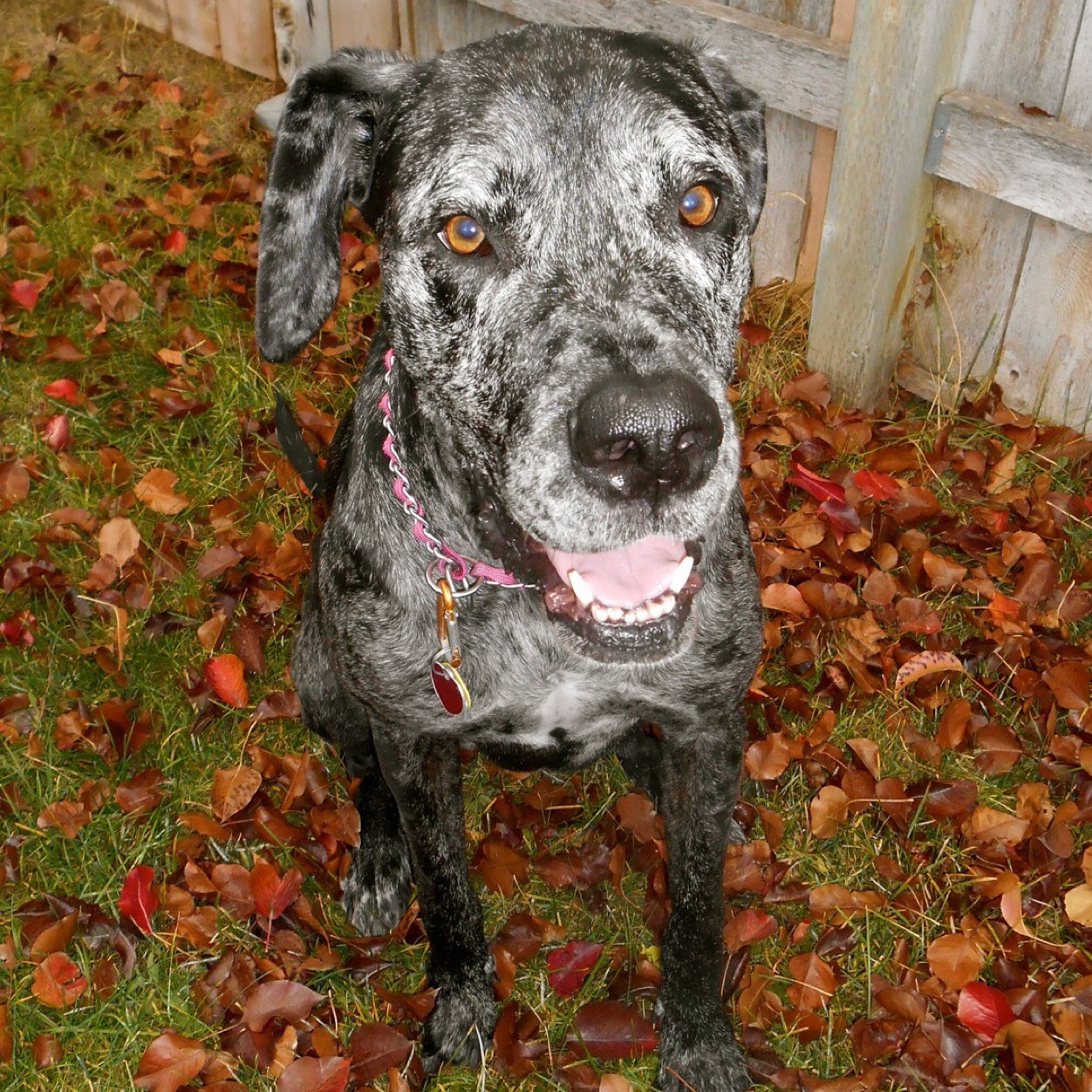 I'm a great dane mix who was found as a stray. My past is a mystery, but my present includes lots of snuggling, long walks, chewing on ropes, and funny faces!