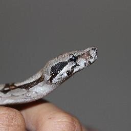 Inform, Educate & Appreciate our beautiful Reptiles