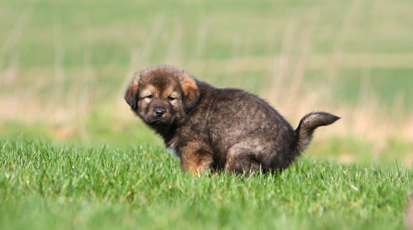 We post pictures of animals pooping to make you laugh. You're welcome. Send us your shit