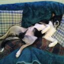 gillian henry - @doodleboorg - Twitter