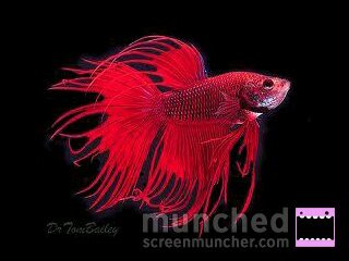 Pecesagua_cal's profile picture. Cuenta dedicada para acuarios de agua caliente.Si tienes alguna duda no dudes en preguntarla.