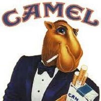 Joe Kool (@kool_camel) 's Twitter Profile
