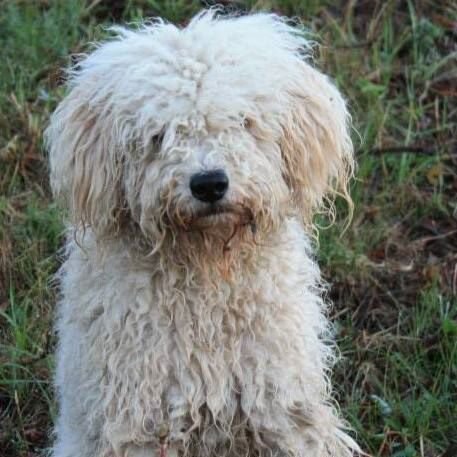 petercsontos's profile picture. #eco, #hungary