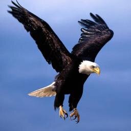 fly in the sky