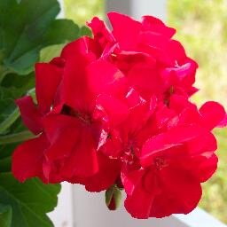 NicoleJeeninga's profile picture. 