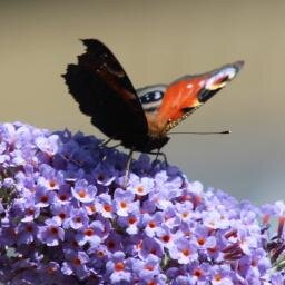 Personal garden blog and website featuring the garden, plants and creatures in it with lots of HD videos and high def photos.