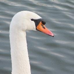 BirdPeters's profile picture. VOGELS, Bird is the Word,Cycling,VOGELS