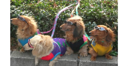 Doggy365's profile picture. Amazing products for Dogs. 365 Days Sales and Specials. Animal Lovers. Against Animal Cruelty.
http://t.co/AOfbJ2BAPq