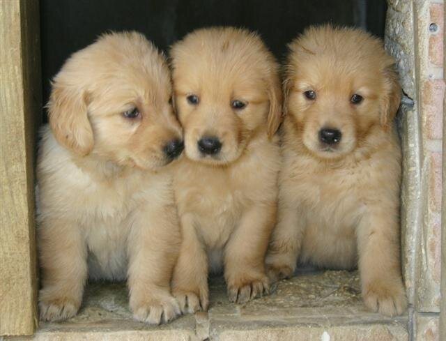 Visit our website at http://t.co/IujMrOSsba 
we aim to locate the puppy farms and rescue those poor little lives and put them in a better place. Register!