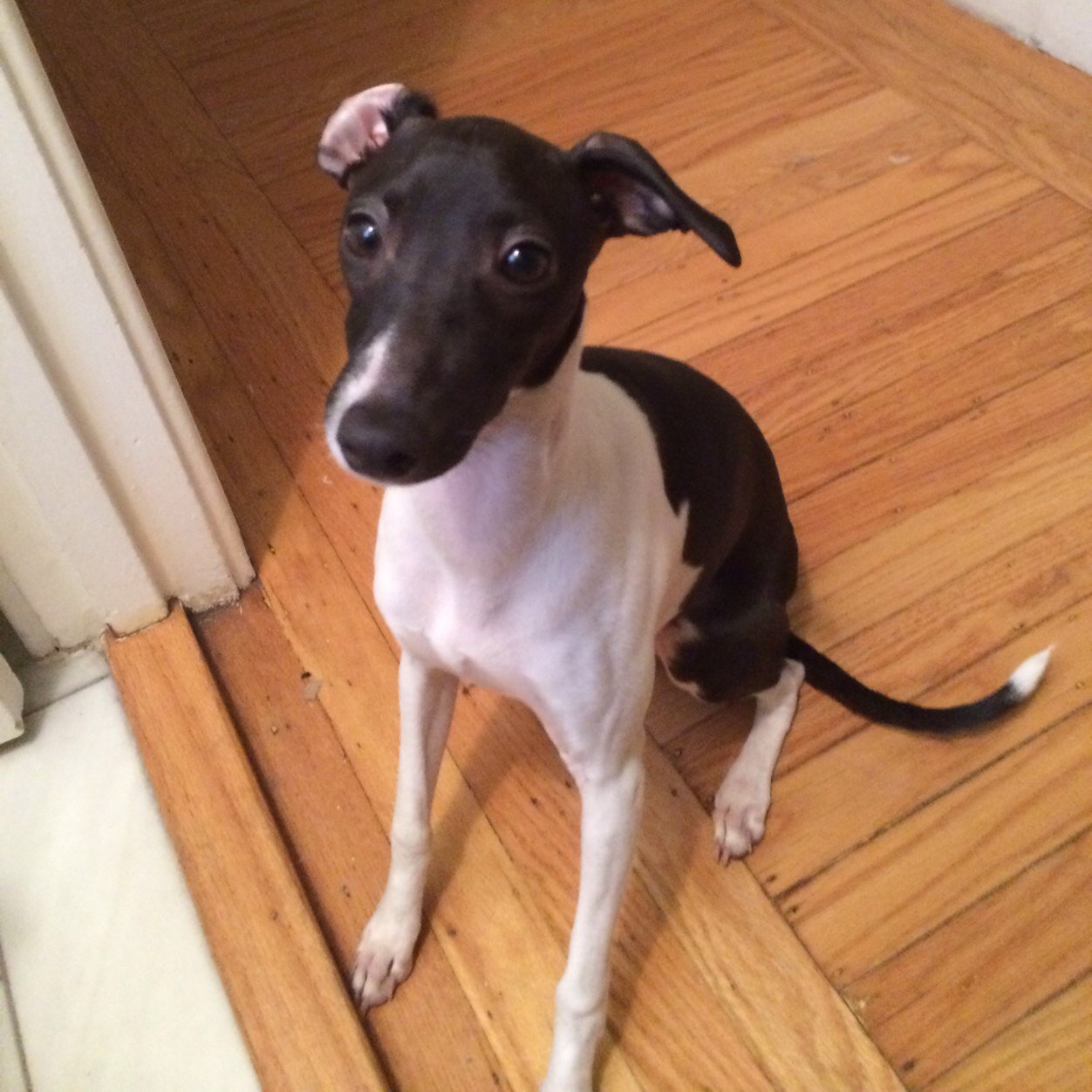 I'm an Italian Greyhound! I'm seal/white and I'm cuter than you bitches!