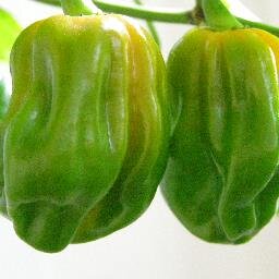 Germanchiquesil's profile picture. Monitor de la Injusticia-Protector de la verdad