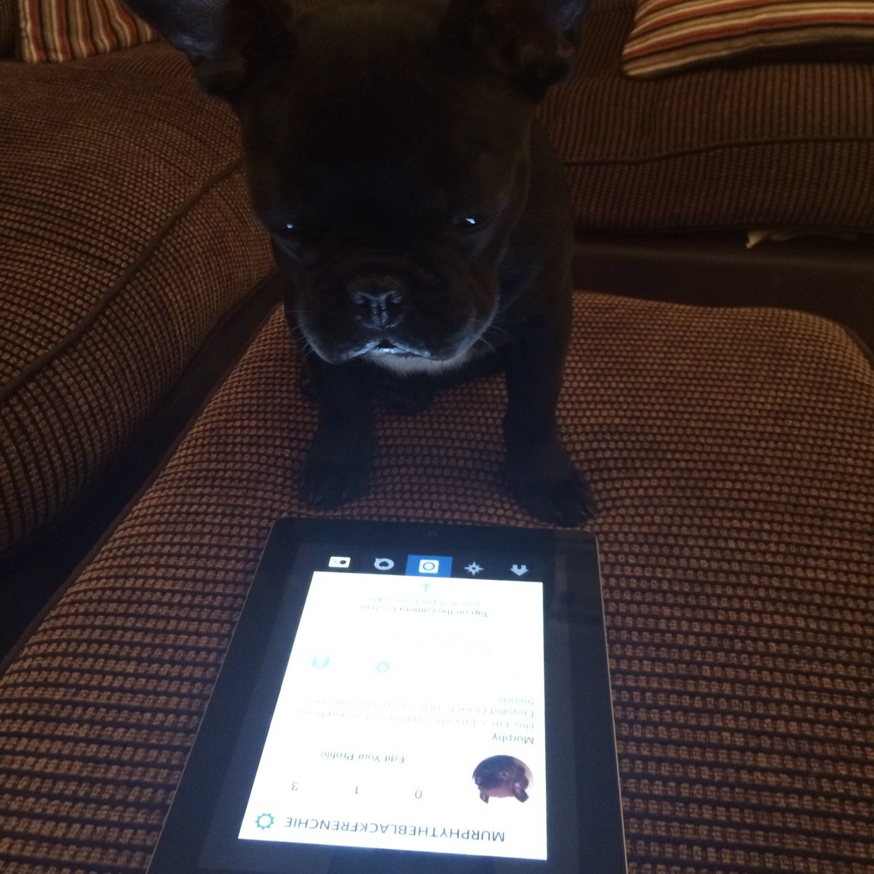 Hey I'm a 2 year old French Bulldog from England I'm very mischievous, I love to play, sleep and make new friends❤️