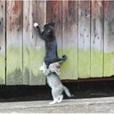 daniel david huertas - @snorfelgato - Twitter