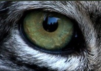 the3rdcat's profile picture. News about cats, how to care for cats and kittens.