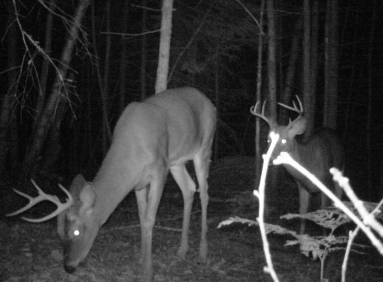 Owner of http://t.co/ImGwFWuJdX Just looking to share my passion for hunting.