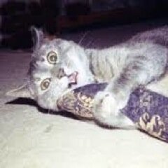 Between2Pillows's profile picture. bed head on 100% goose down bbs.