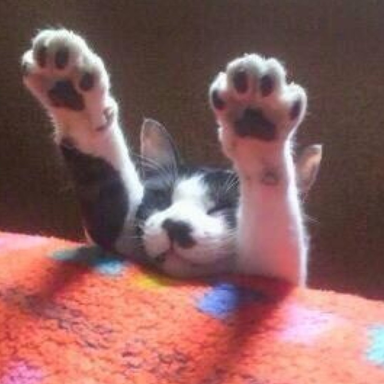 _machicoco_'s profile picture. 