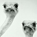 Abdullah Dossary - @kossar87 - Twitter