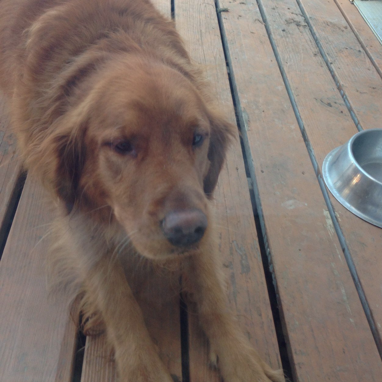 I Want A Bone..........