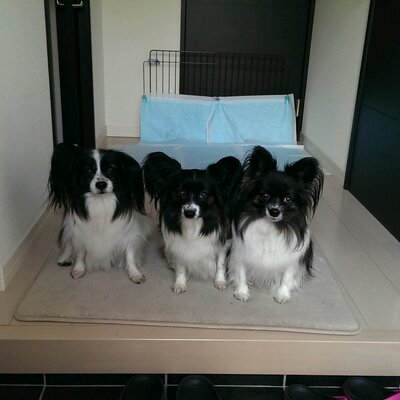 ゴローちゃん 三郷市笹塚で火事です ゴローちゃん 三郷市笹塚で火事です