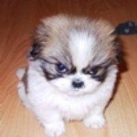 Bud Flagstad (@bflagstad) 's Twitter Profile