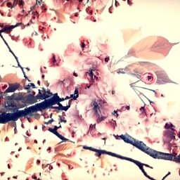 stickyforyou1's profile picture. Best new shop on etsy! Vinyl wall decals for home decor. The most popular way to easily re-decorate your home!