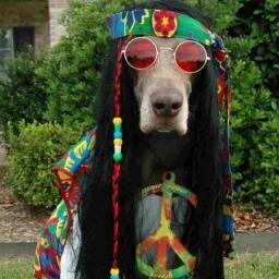 hippehansson's profile picture. Hjulet snurrar, men hamstern är död...