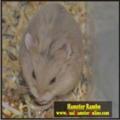 Jual Hamster Online On Twitter Hamster Anggora Jenis
