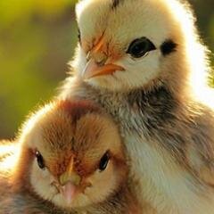 ImSom01's profile picture. CA,love traveling & Indian food , Grateful  to Hinduism