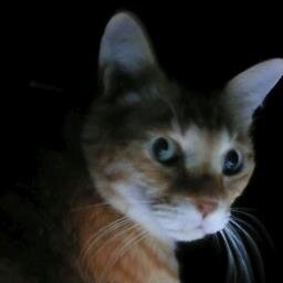 猫・スズメ・江戸東京散歩・街歩き・階段・運河・美術展鑑賞 【誤字 脱字 間違いだらけ ピンぼけ お許しください】