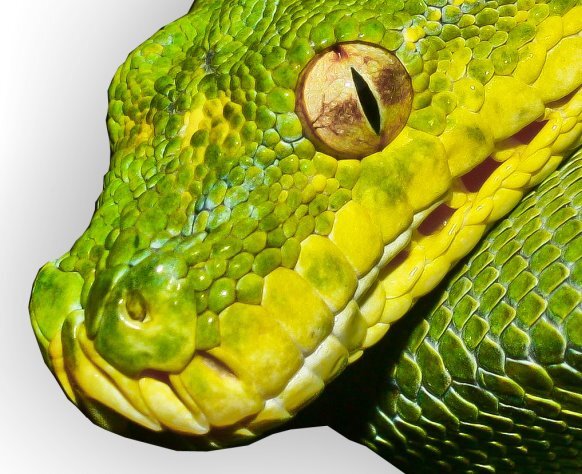http://t.co/kfIN3DPsiC 
The Place for reptile Fanatics! 
News-Articles-Guides-Photos-Product Reviews