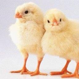 G.N.Poultry