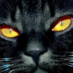 Kot_VV's profile picture. добр, весел и не жмот!