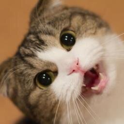 rubyreirei's profile picture. i like cats and theatre.